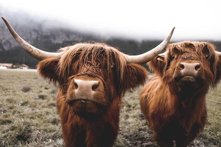 scottish-highland-cow-switzerland-2022-11-01-08-12-34-utc